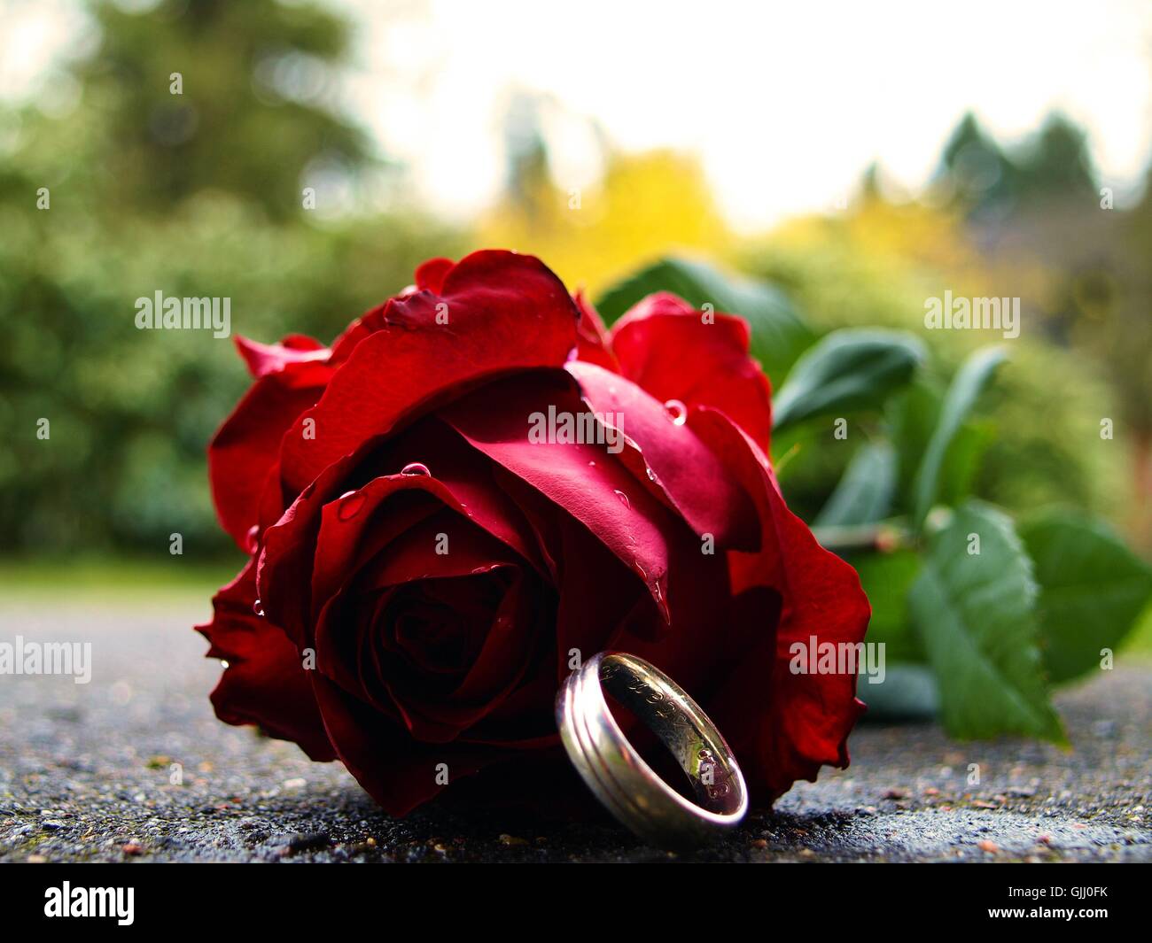 Anello fiore rosa Foto Stock