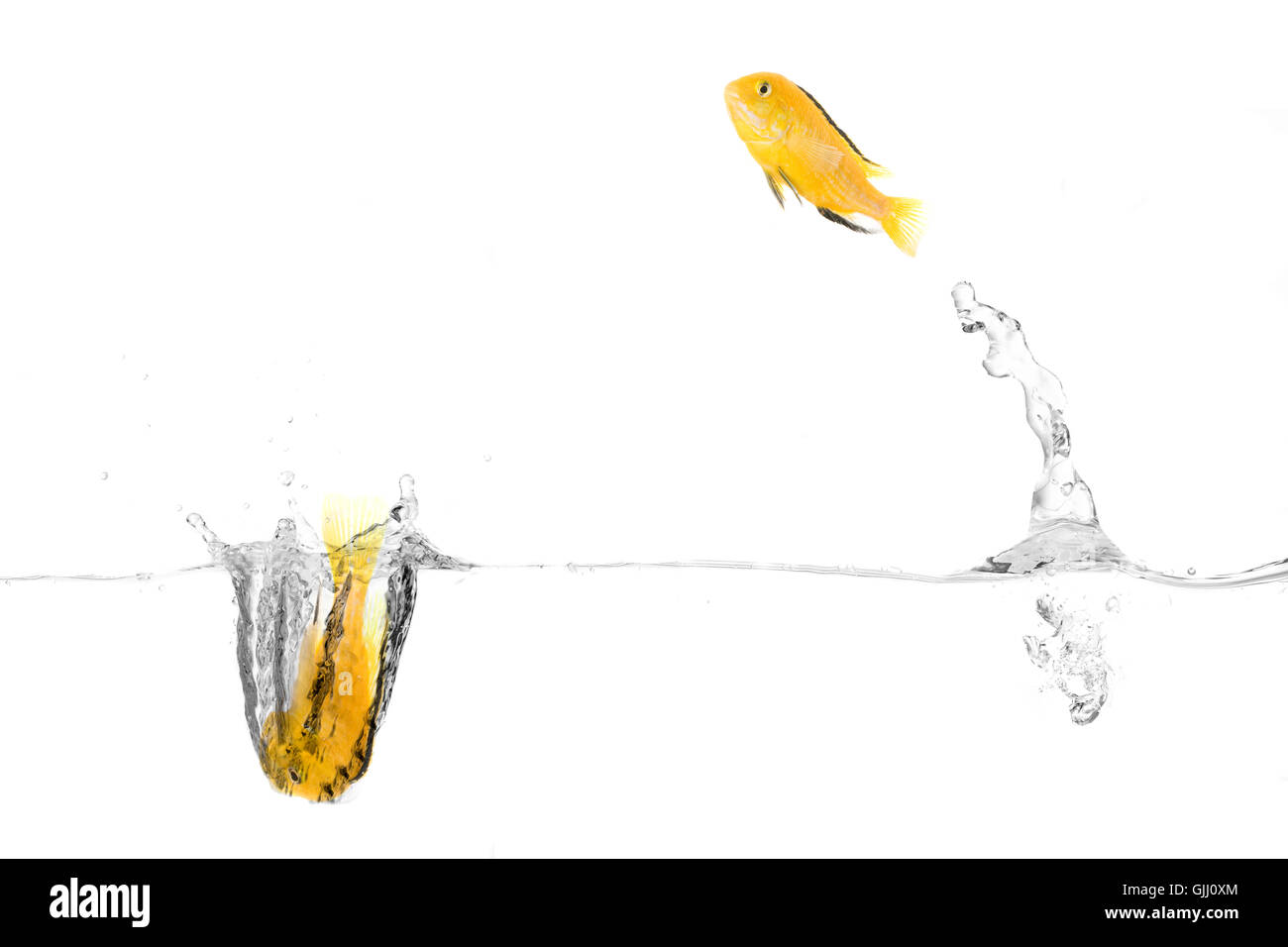 pesce felice Foto Stock