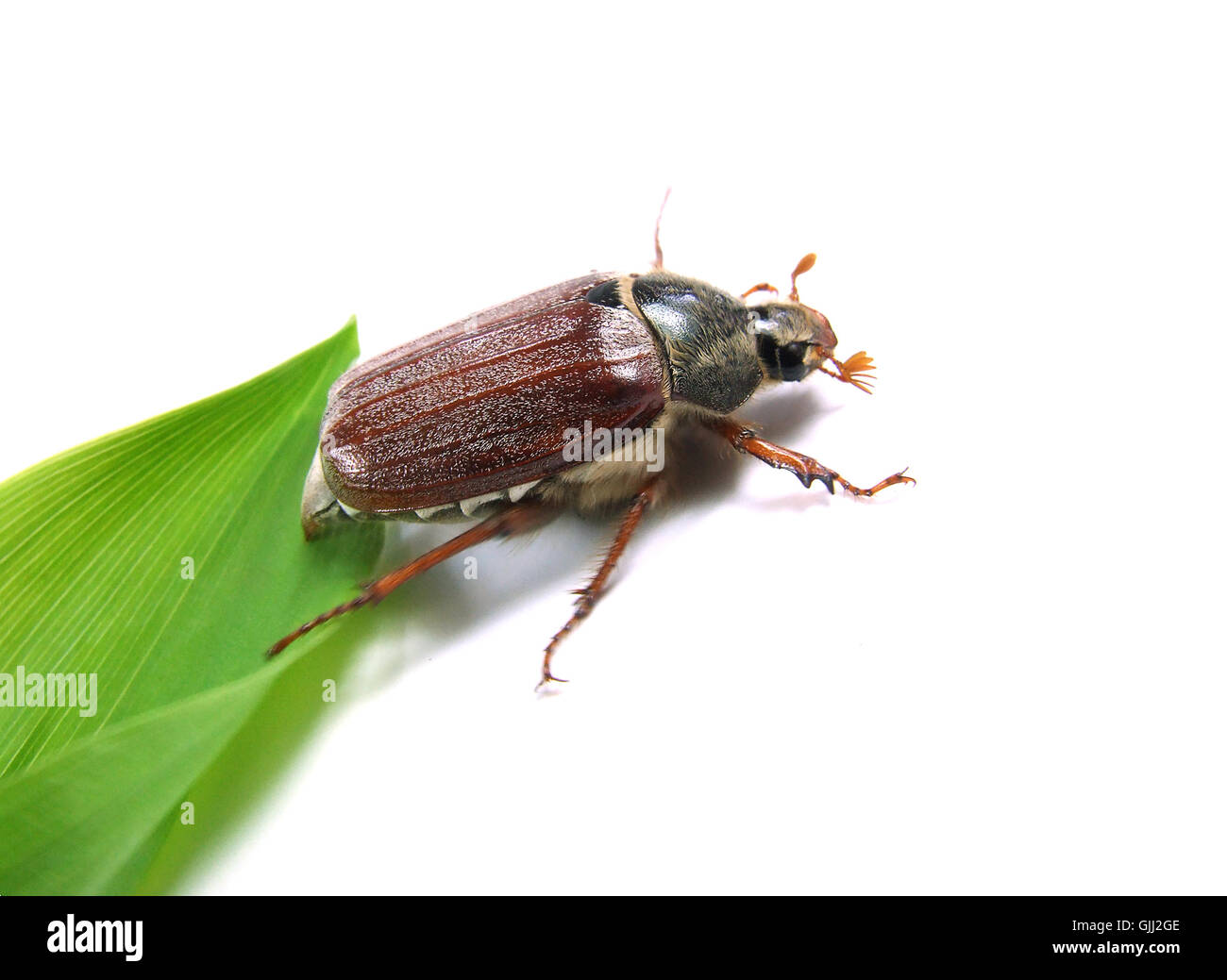 Insetti insetti beetle Foto Stock