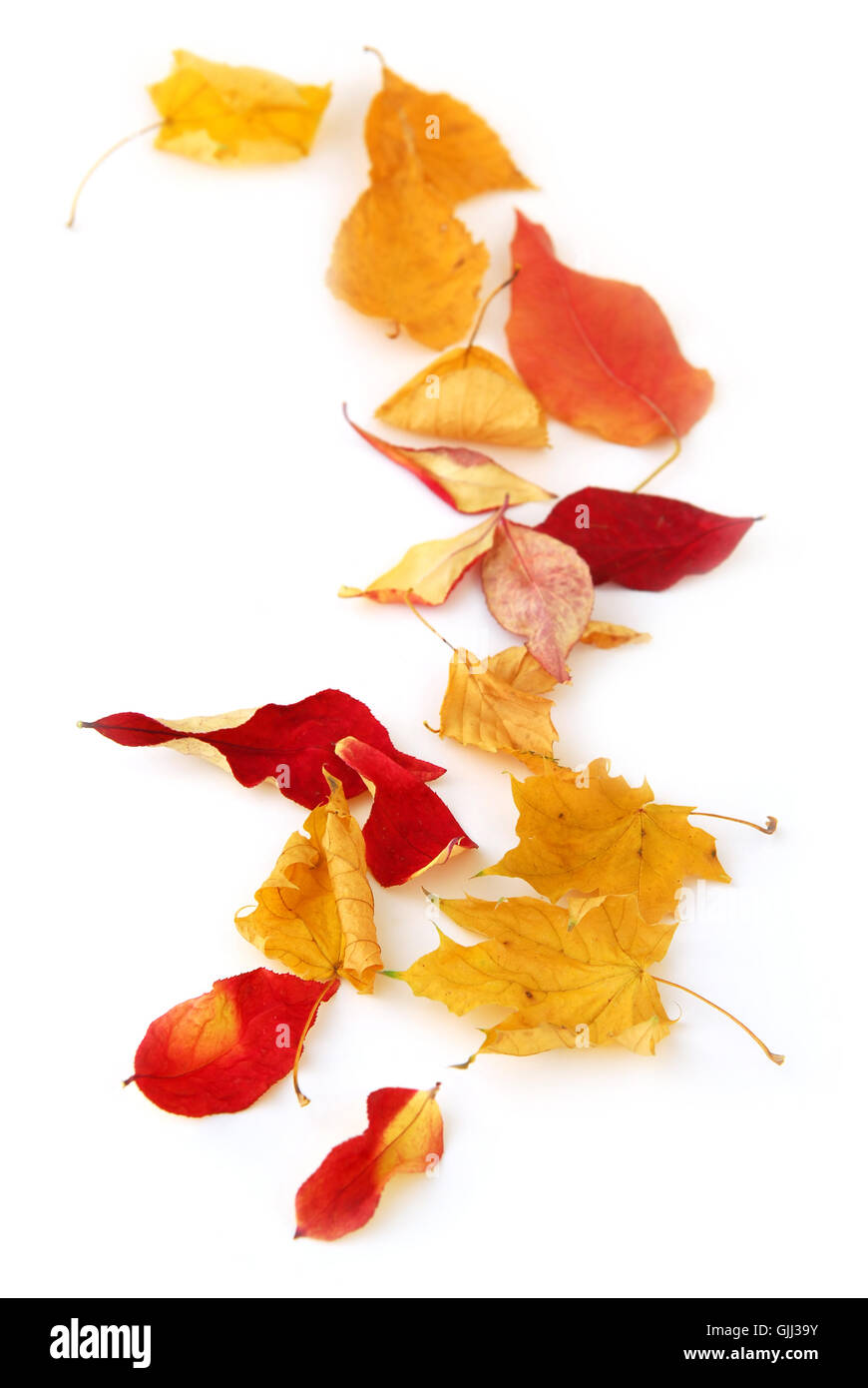 Foglie di foglie di albero Foto Stock