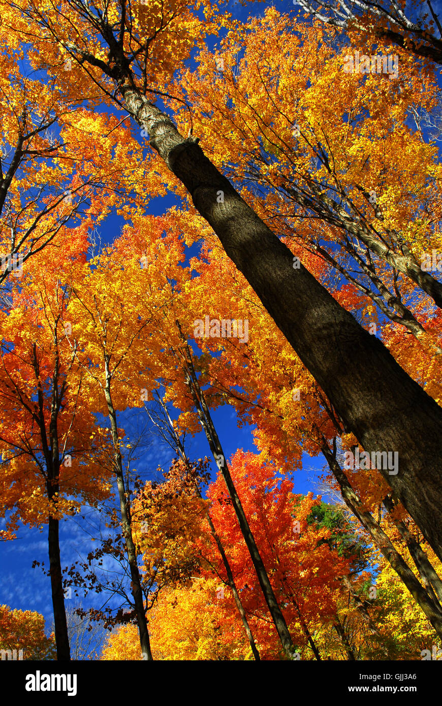 parco alberi albero Foto Stock