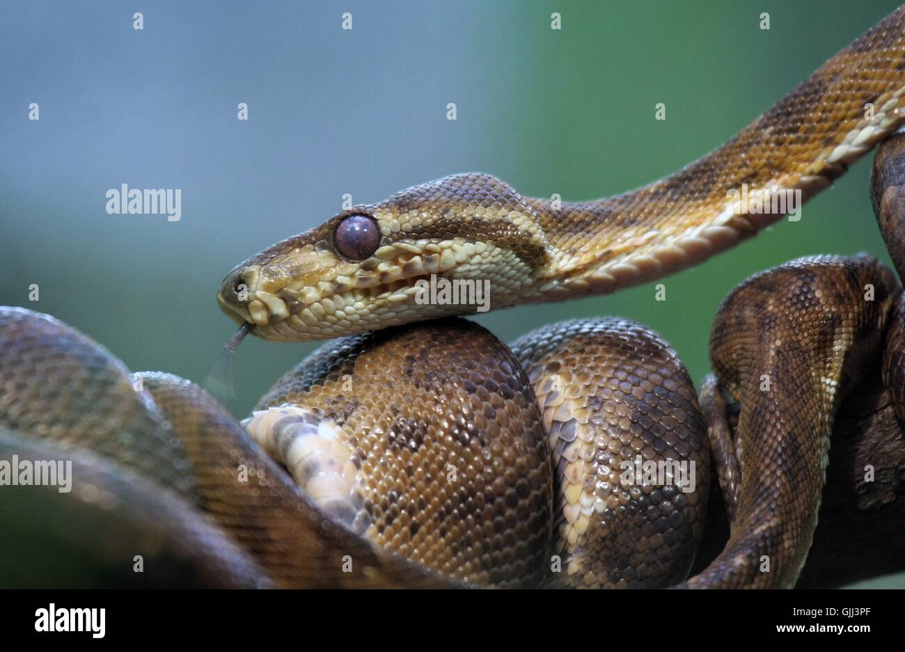 Serpenti VERDE AMAZZONIA Foto Stock
