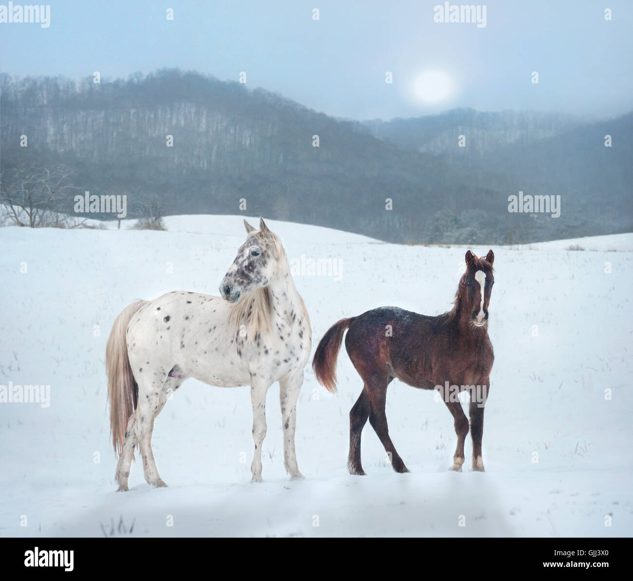 Appaloosa mare con puledro in campo nevoso con regolazione del sole nella nebbia Foto Stock