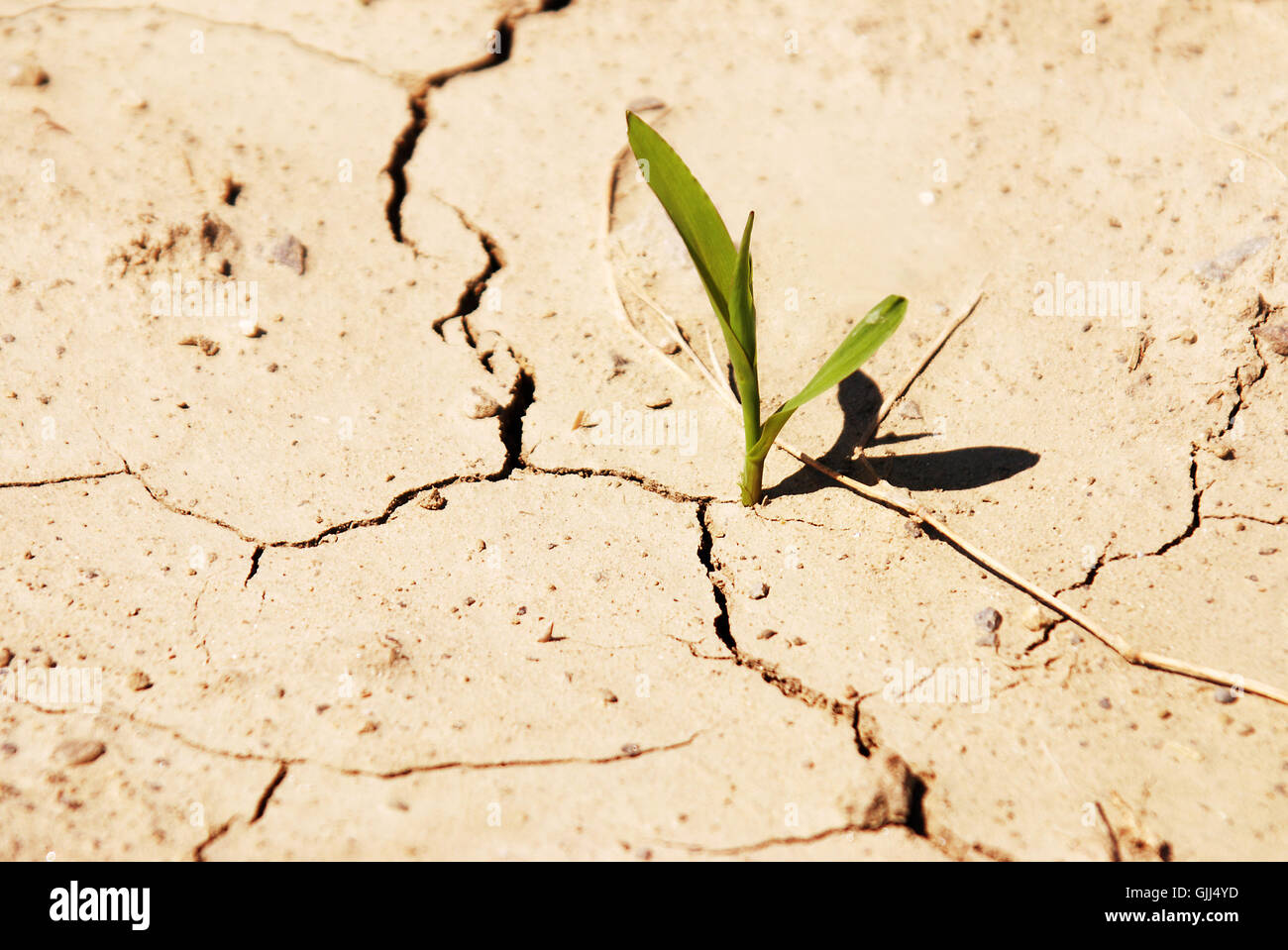 Agricoltura campo di coltivazione Foto Stock