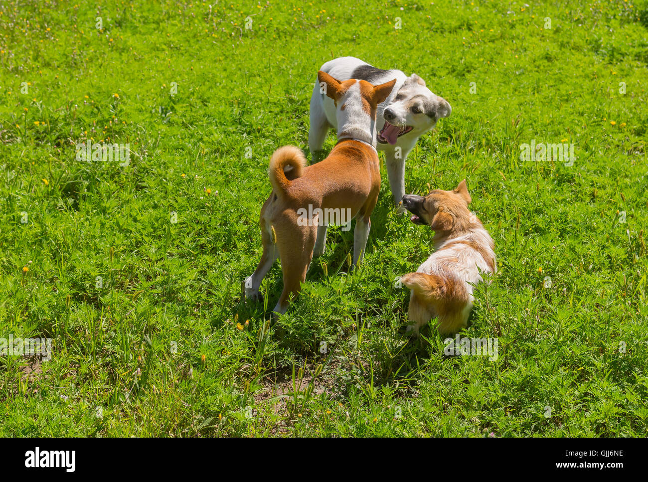 Tre cani giocando all'aperto al giorno di estate Foto Stock