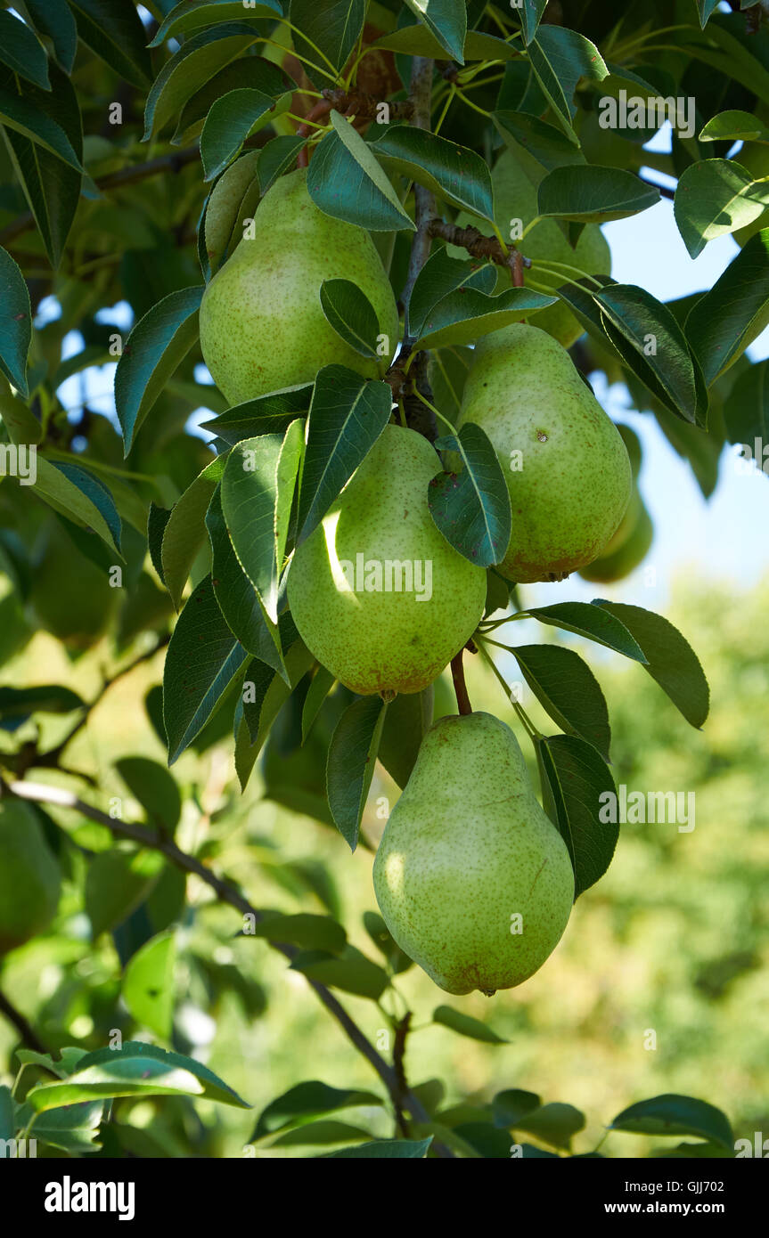 Pere verde che cresce sull'albero nella luce solare Foto Stock