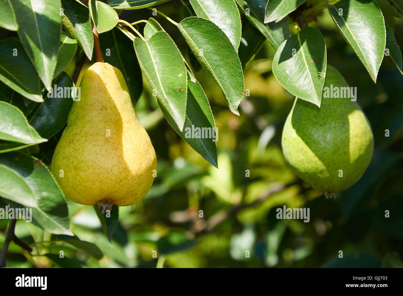 Il verde e il giallo dei frutti sul ramo di pear tree Foto Stock