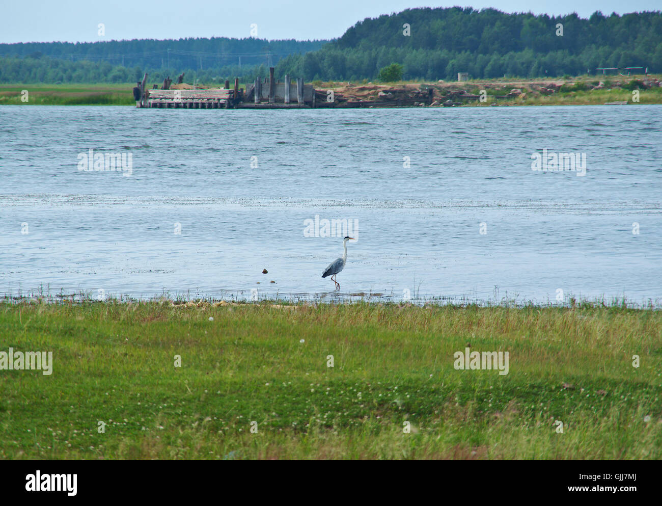 Fiume Barguzin floodplain. Airone cenerino caccia Foto Stock