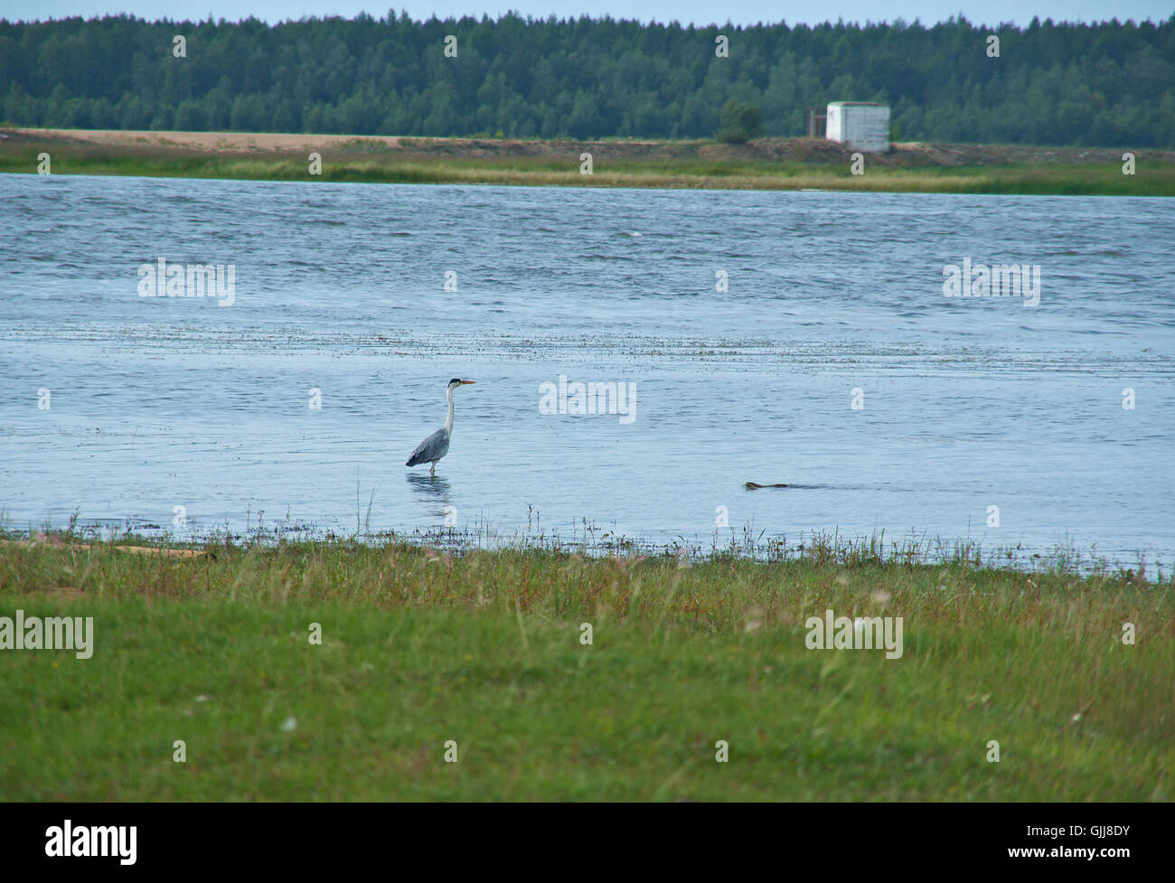 Fiume Barguzin floodplain. Airone cenerino caccia Foto Stock