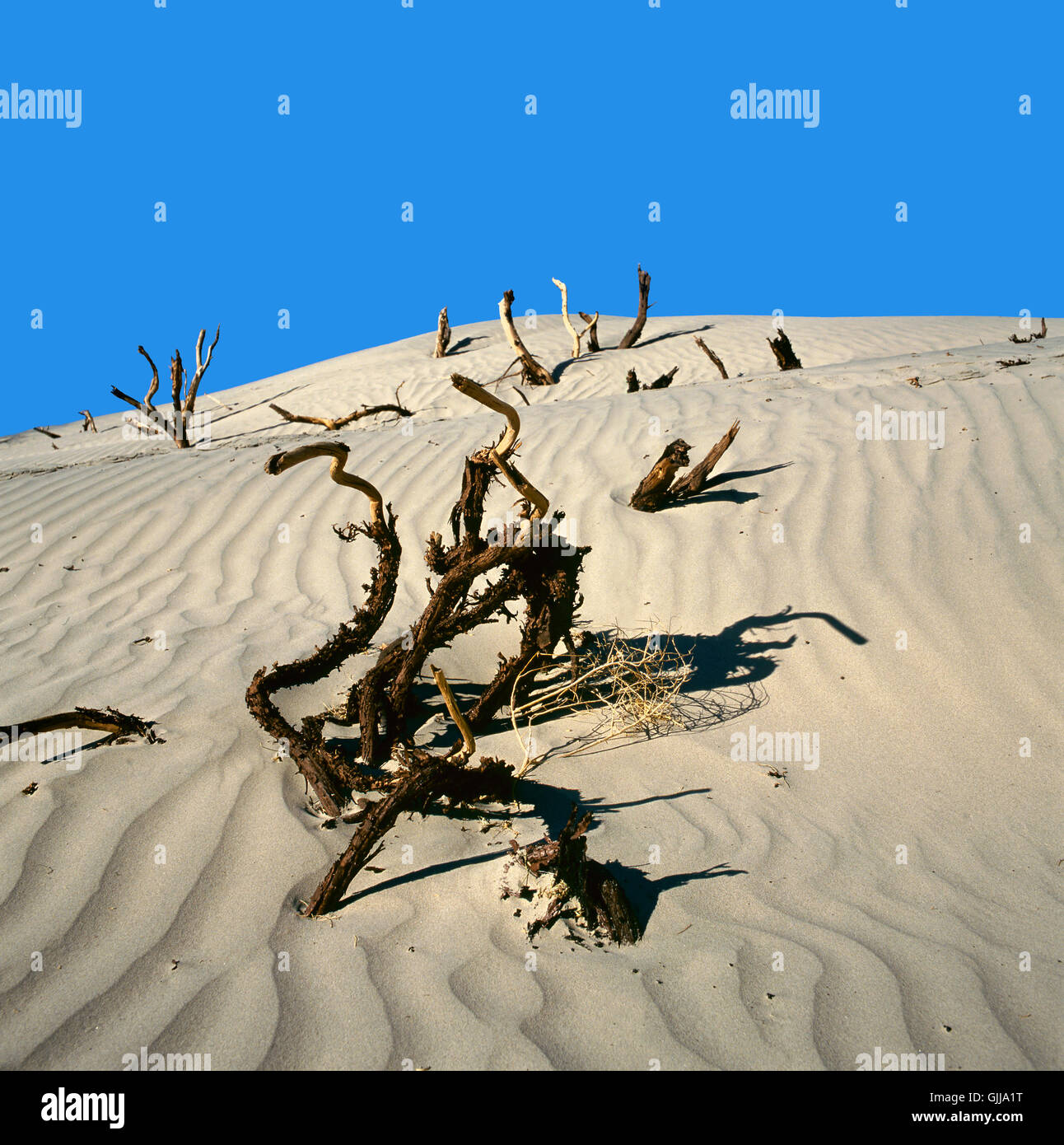 Legno morto nella Death Valley, California, Stati Uniti d'America Foto Stock