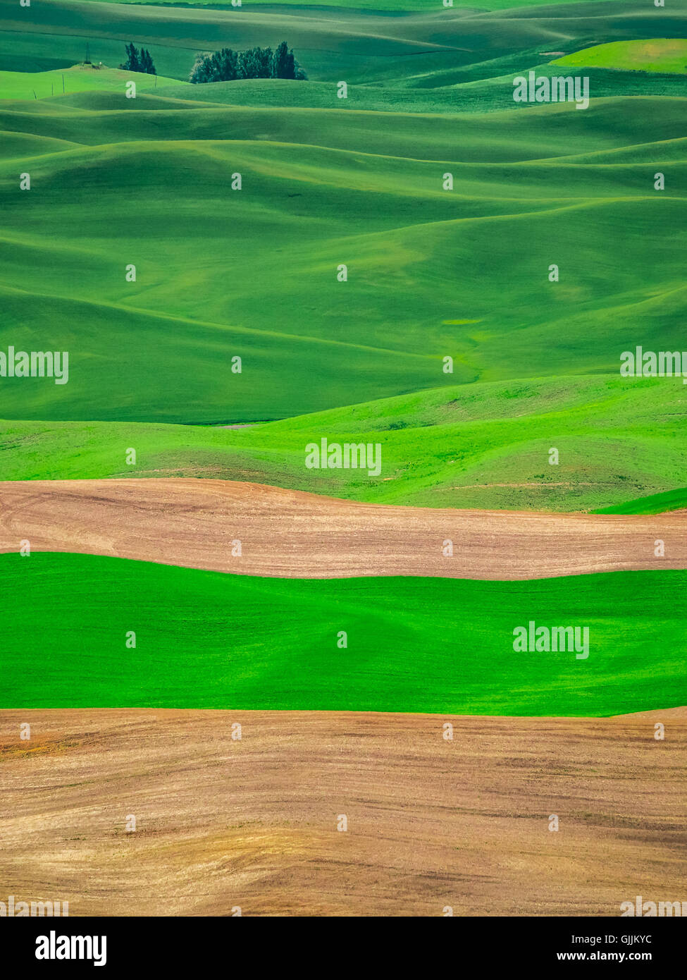 Grano verde campo della regione Palouse. Foto Stock