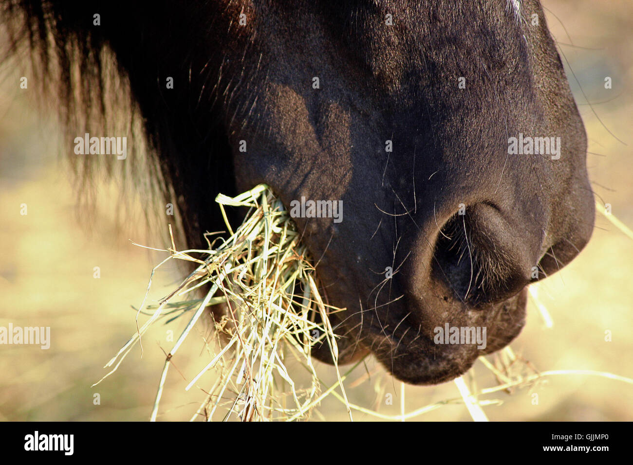 Cavallo di bocca di animale Foto Stock