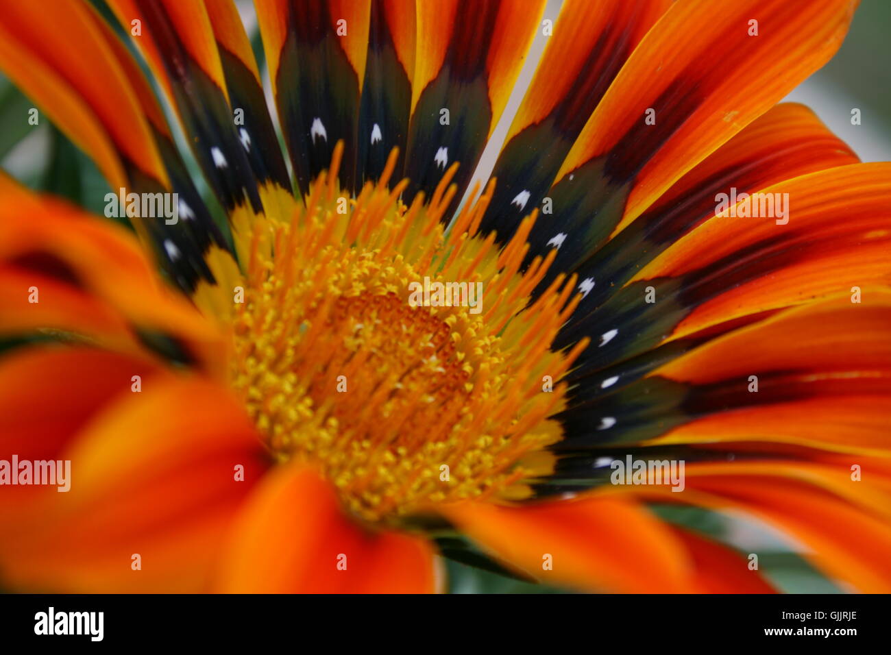 Fiore di arancia impianto Foto Stock