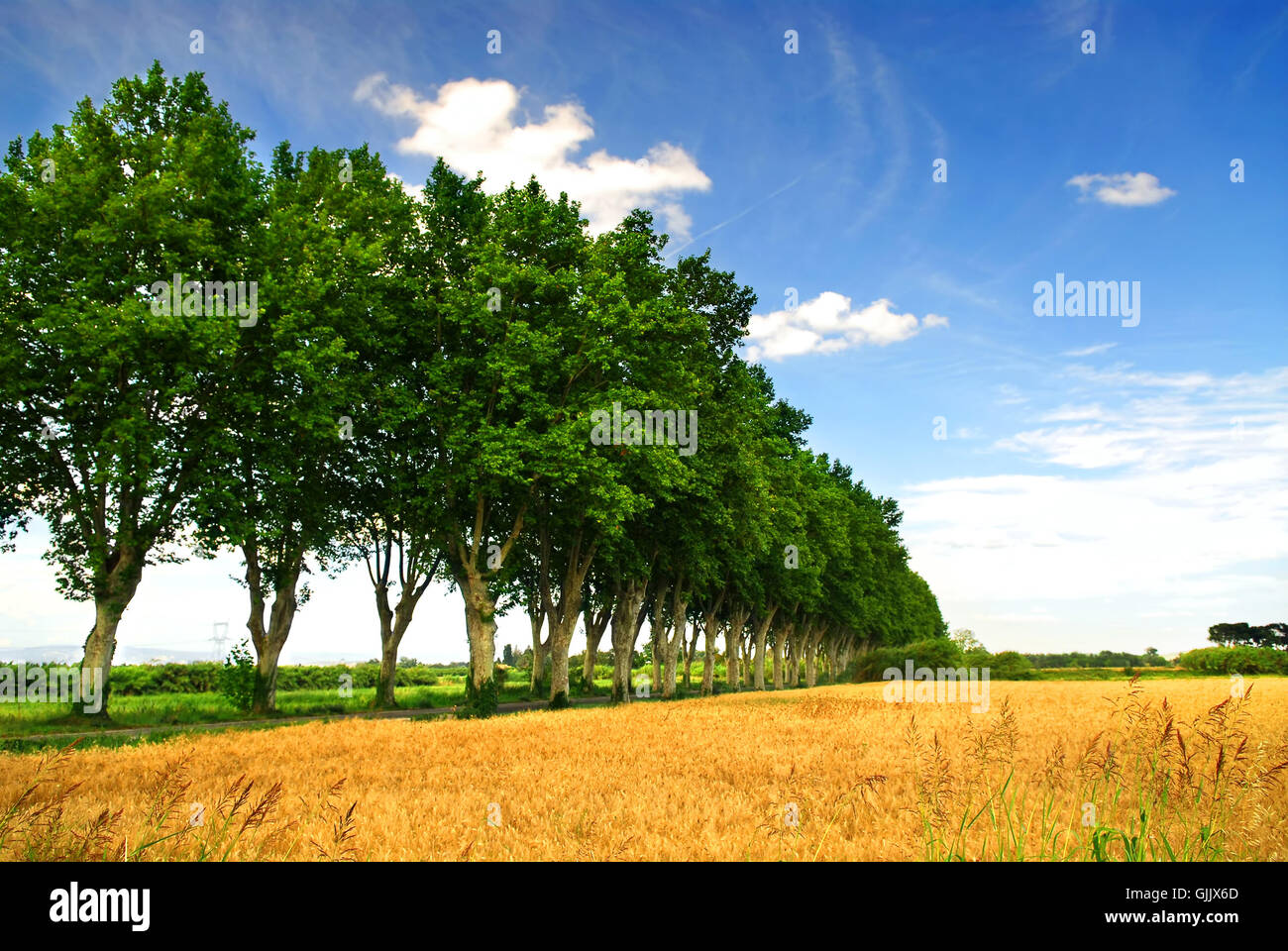 Struttura campo di alberi Foto Stock
