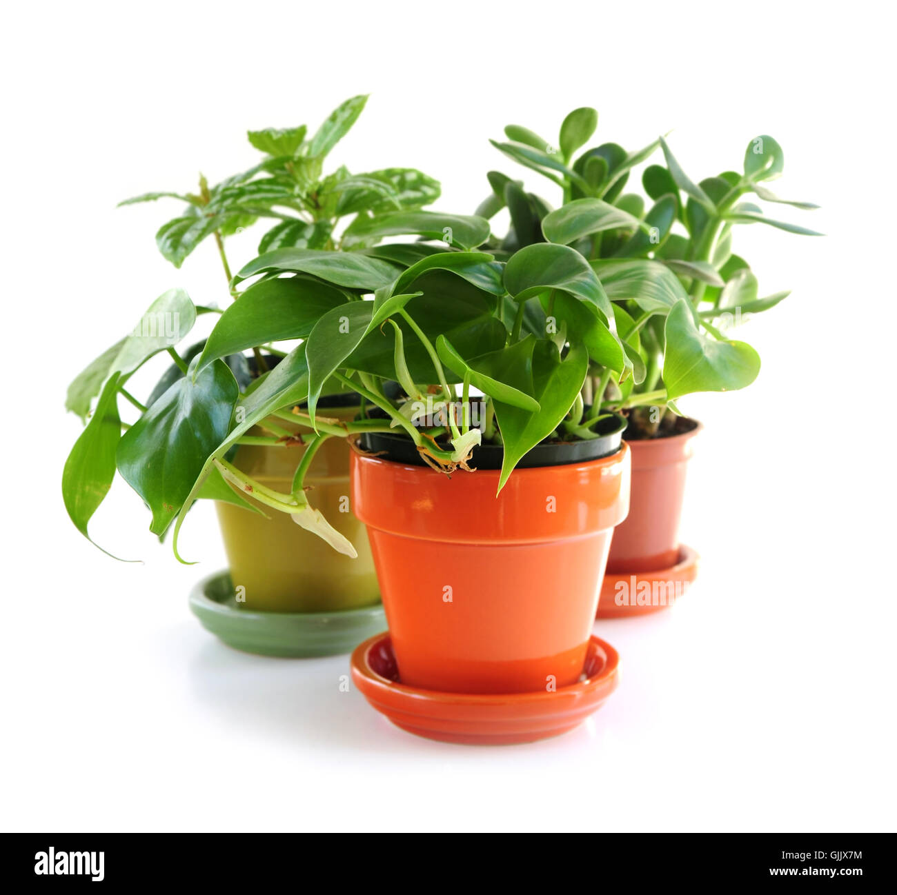 Foglie di piante di ceramica Foto Stock