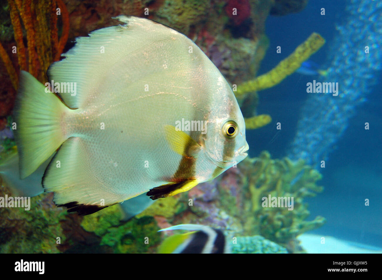 Aquarium fish eye Foto Stock