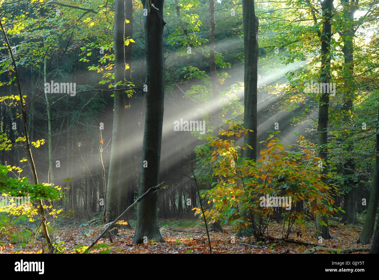 Luce solare ad albero zen Foto Stock