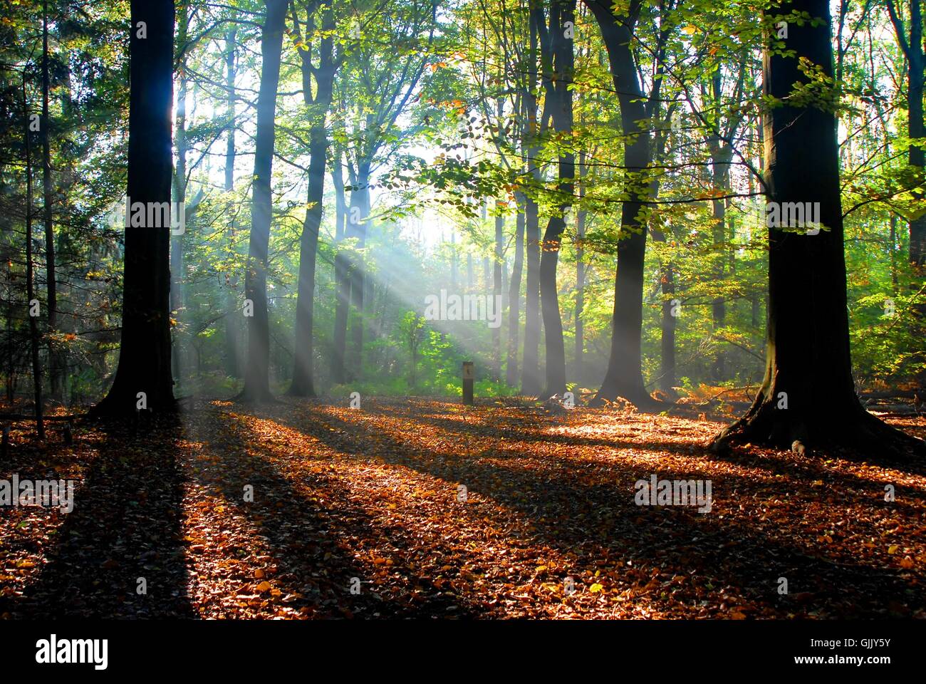 Luce solare ad albero sunbeam Foto Stock