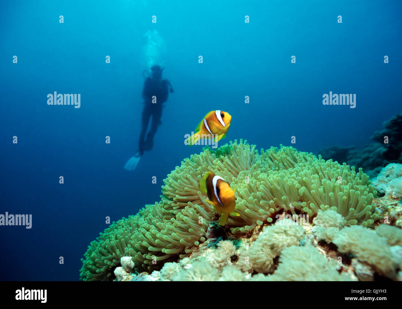 Immersioni subacquee pesce pagliaccio Foto Stock