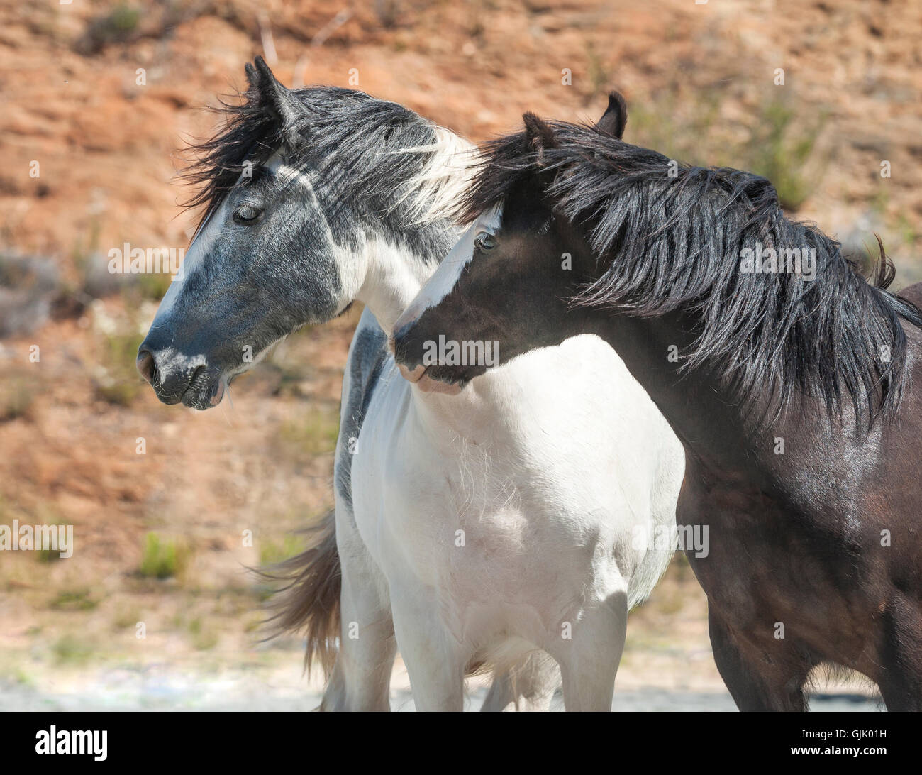 Curioso Gypsy Vanner cavallo colts giocare Foto Stock
