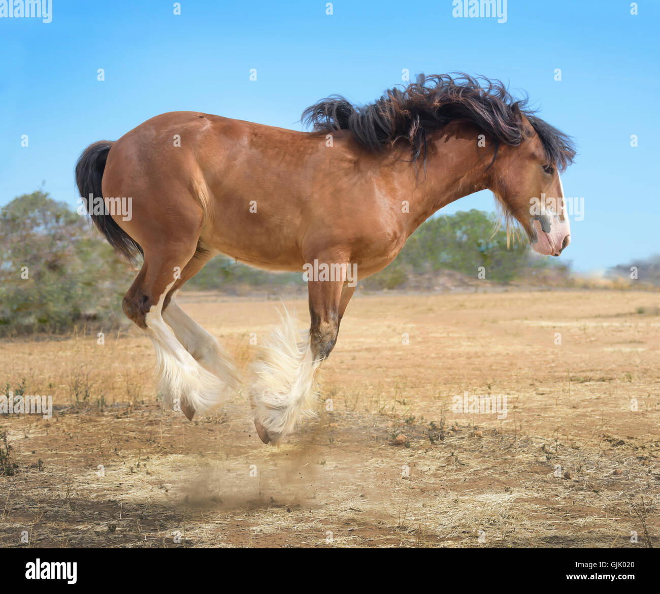 Gypsy Vanner cavallo puledra yearling bucks con entusiasmo Foto Stock