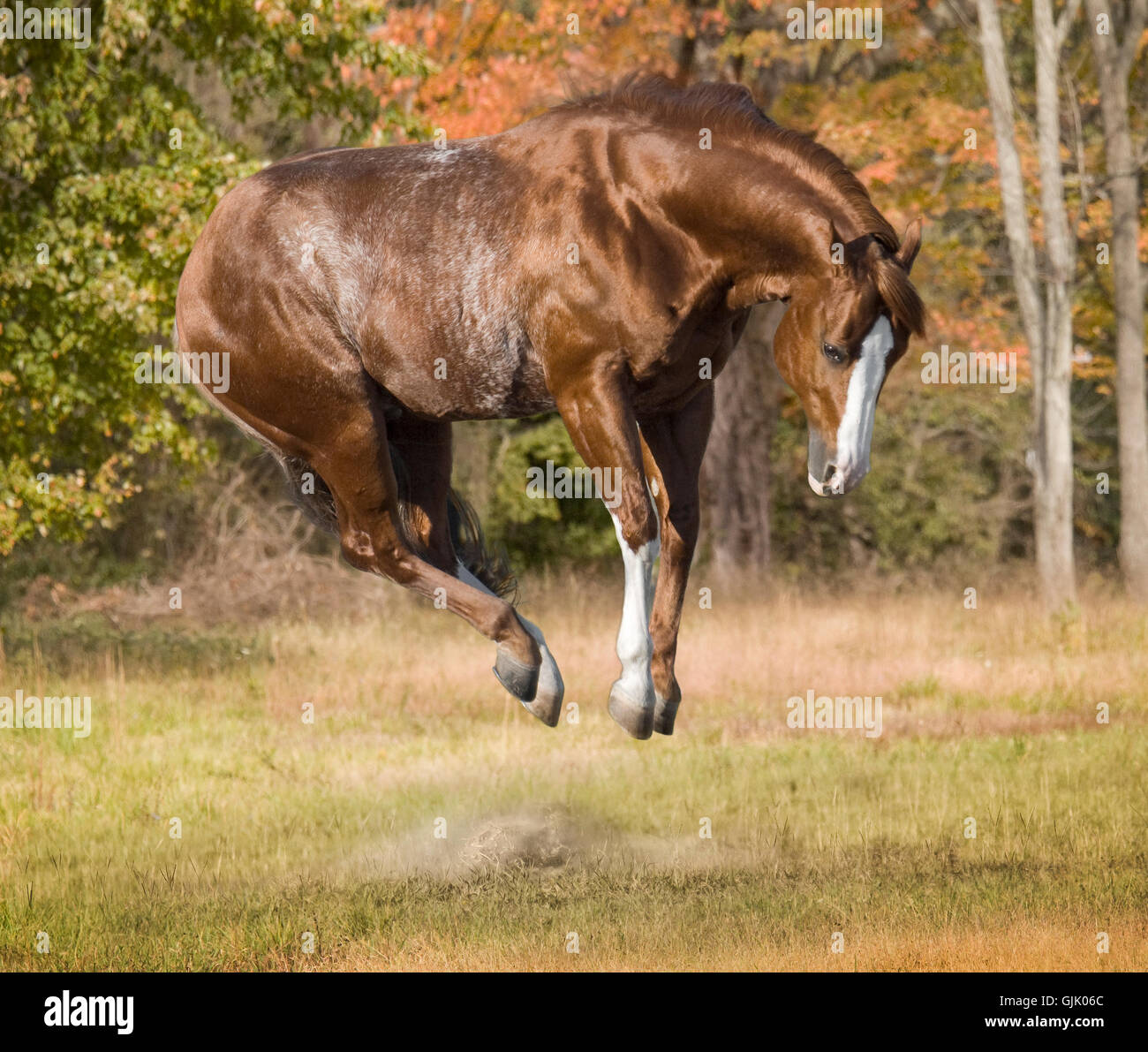 Rosso colorato Stefano American Quarter Horse stallone, salti e bucks con entusiasmo Foto Stock