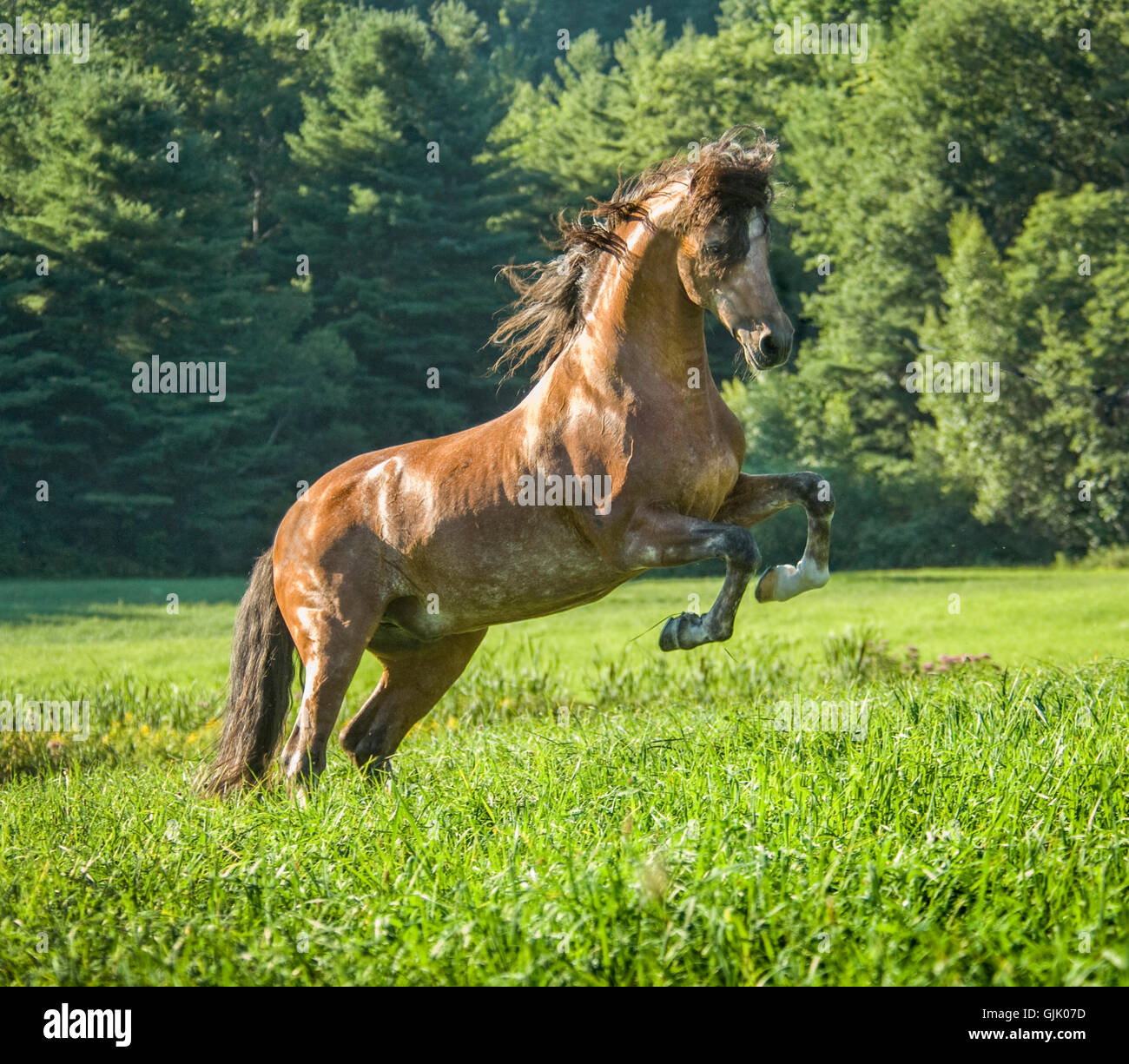 Cavallo andaluso stallone impennarsi in erba alta dei pascoli Foto Stock
