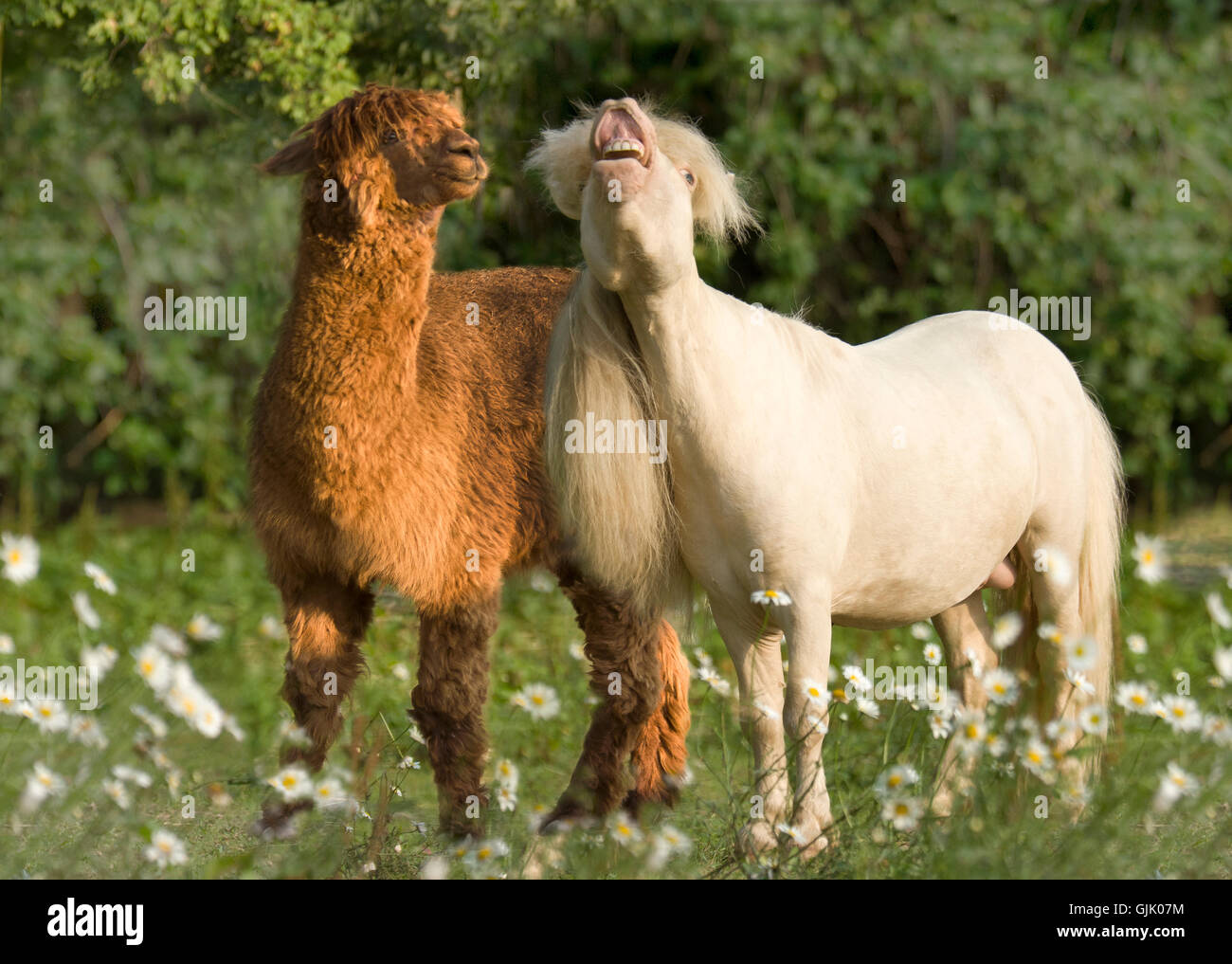 Cavalli in miniatura stallone con llama amico nel prato di fiori selvaggi Foto Stock