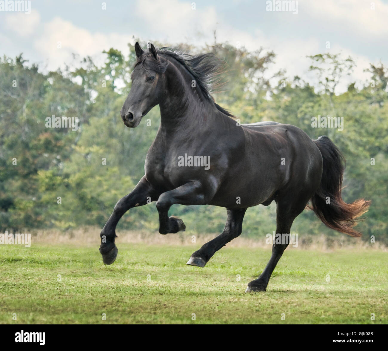 Il frisone cavallo stallone galoppa attraverso il verde erba dei pascoli Foto Stock