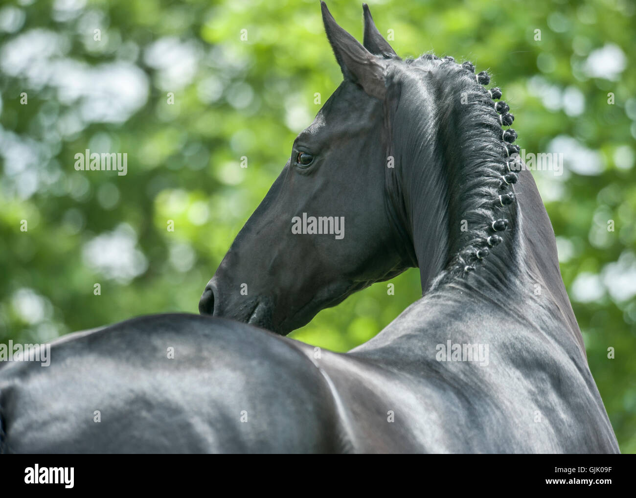 Nero Warmblood Hanovarian stallion a cavallo con la criniera intrecciata Foto Stock