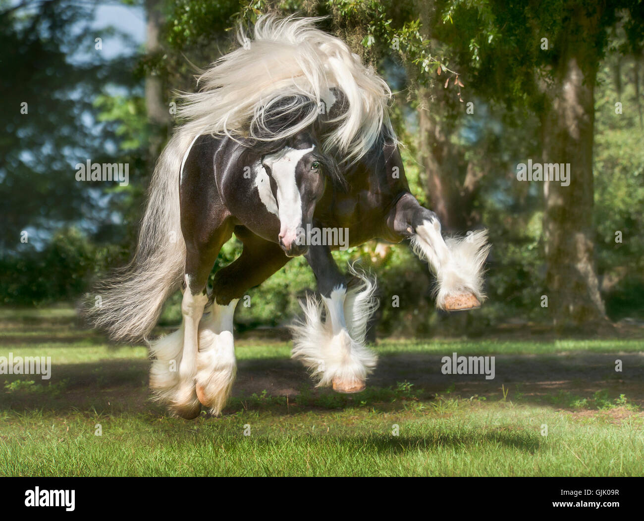 Gypsy Vanner cavallo stallone bucks e riproduce in pascolo verde Foto Stock