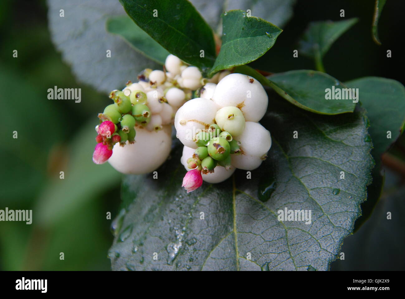 Snowberry (symphoricarpos albus) Foto Stock