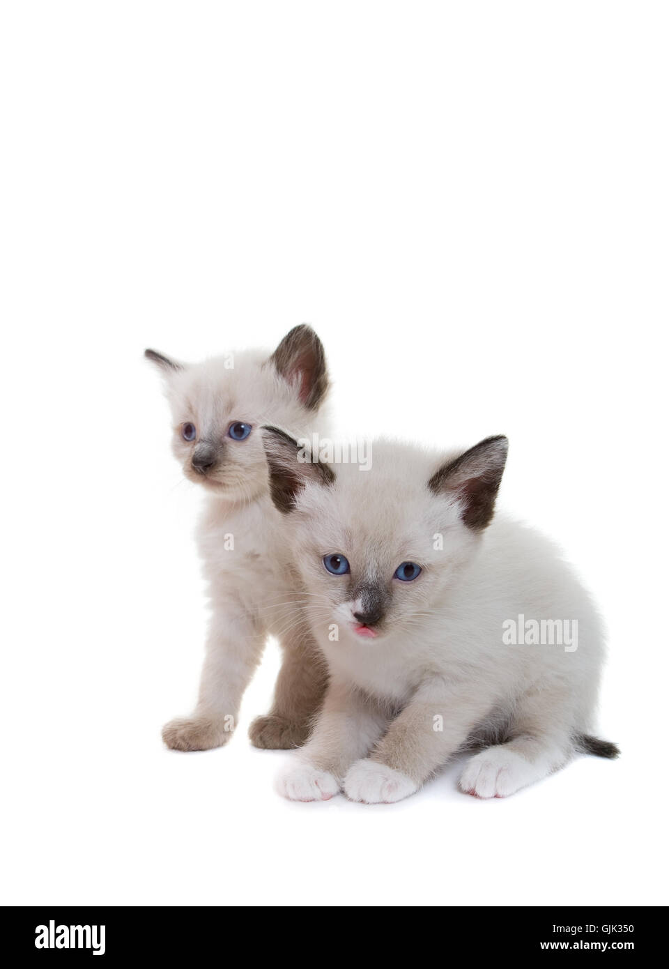 Lilac gatto baby gattino Foto Stock