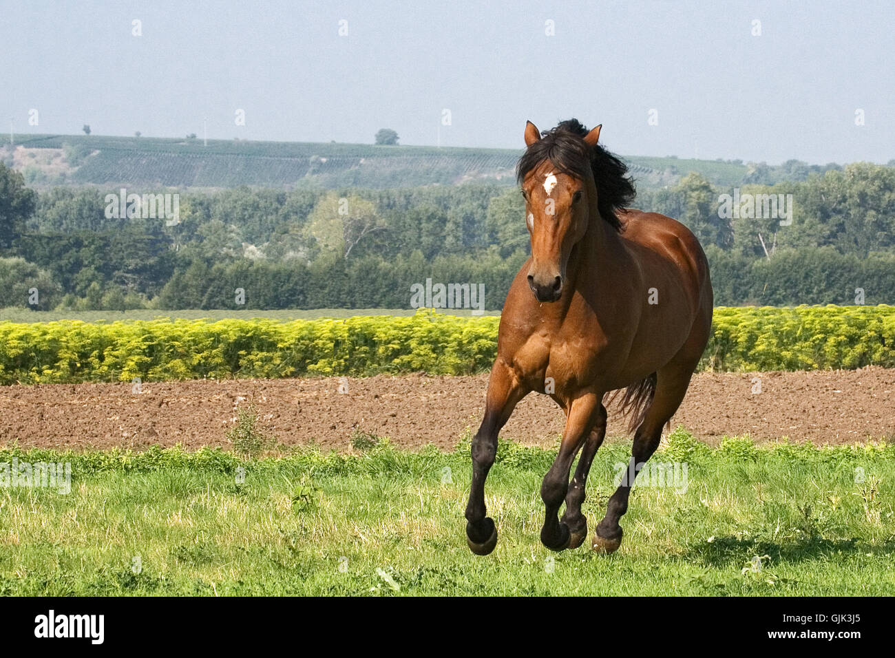 Cavallo campo animale Foto Stock