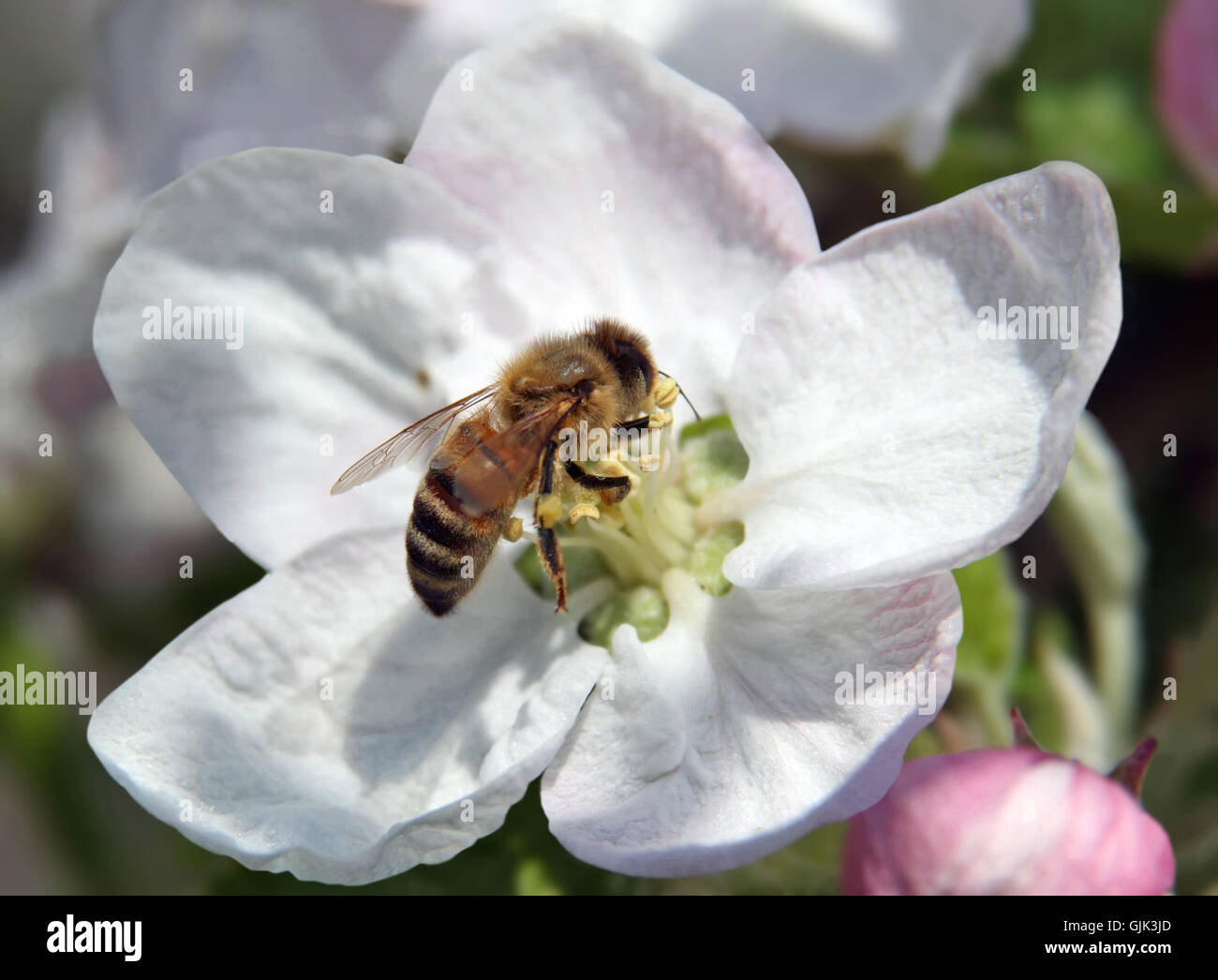 Animali fauna di insetti Foto Stock