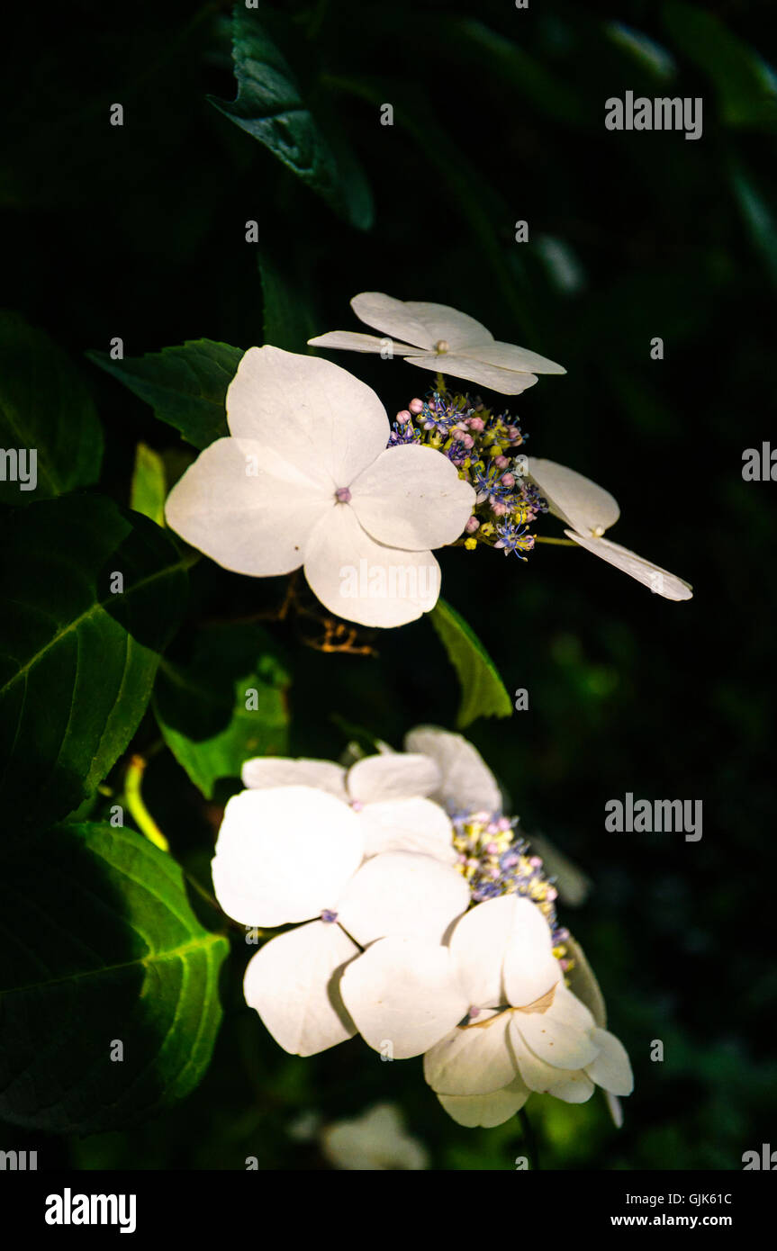 Pallido fiore bianco in presenza di luce solare Foto Stock