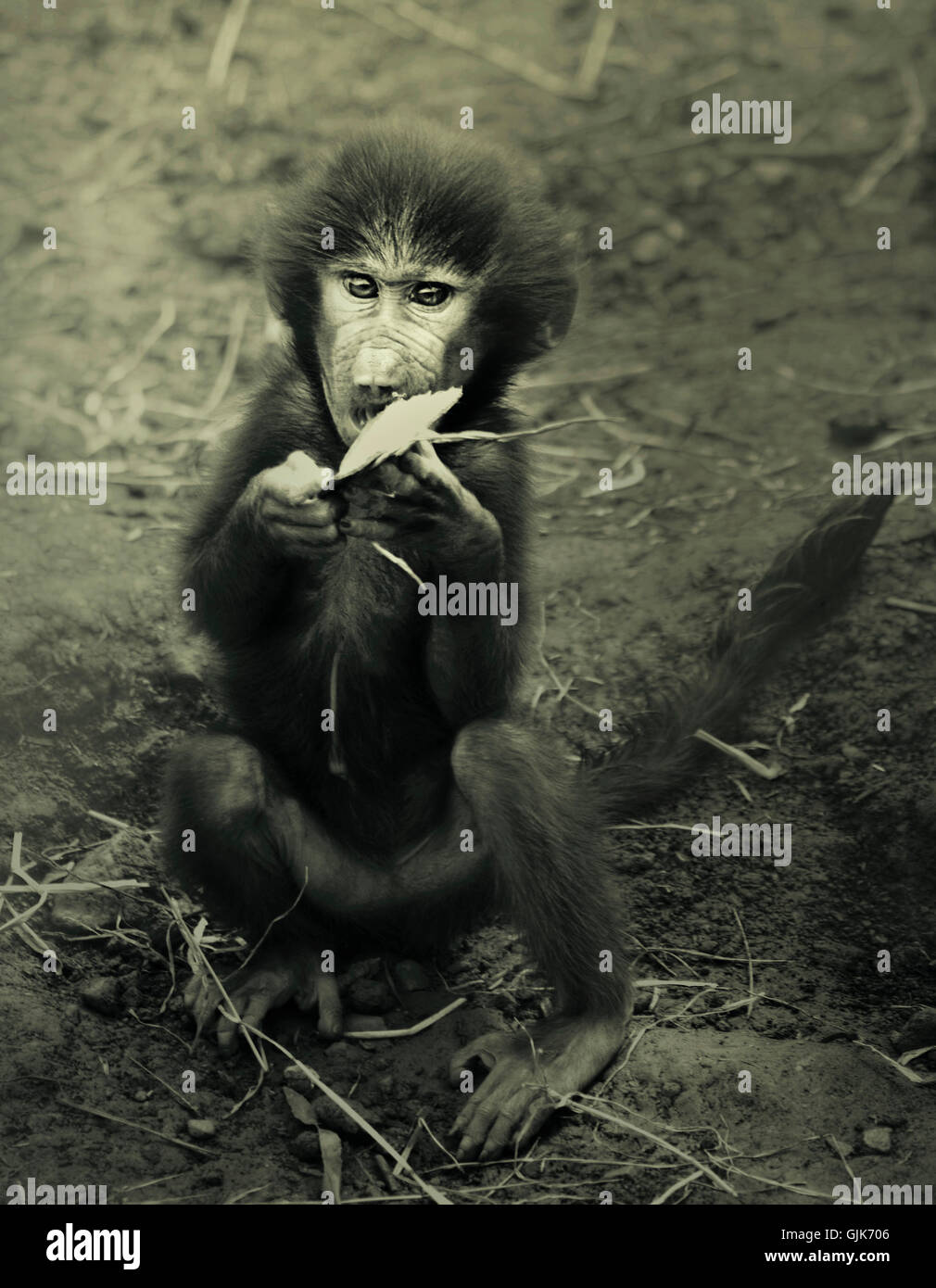Una piccola scimmia giocando sul terreno sporco Foto Stock