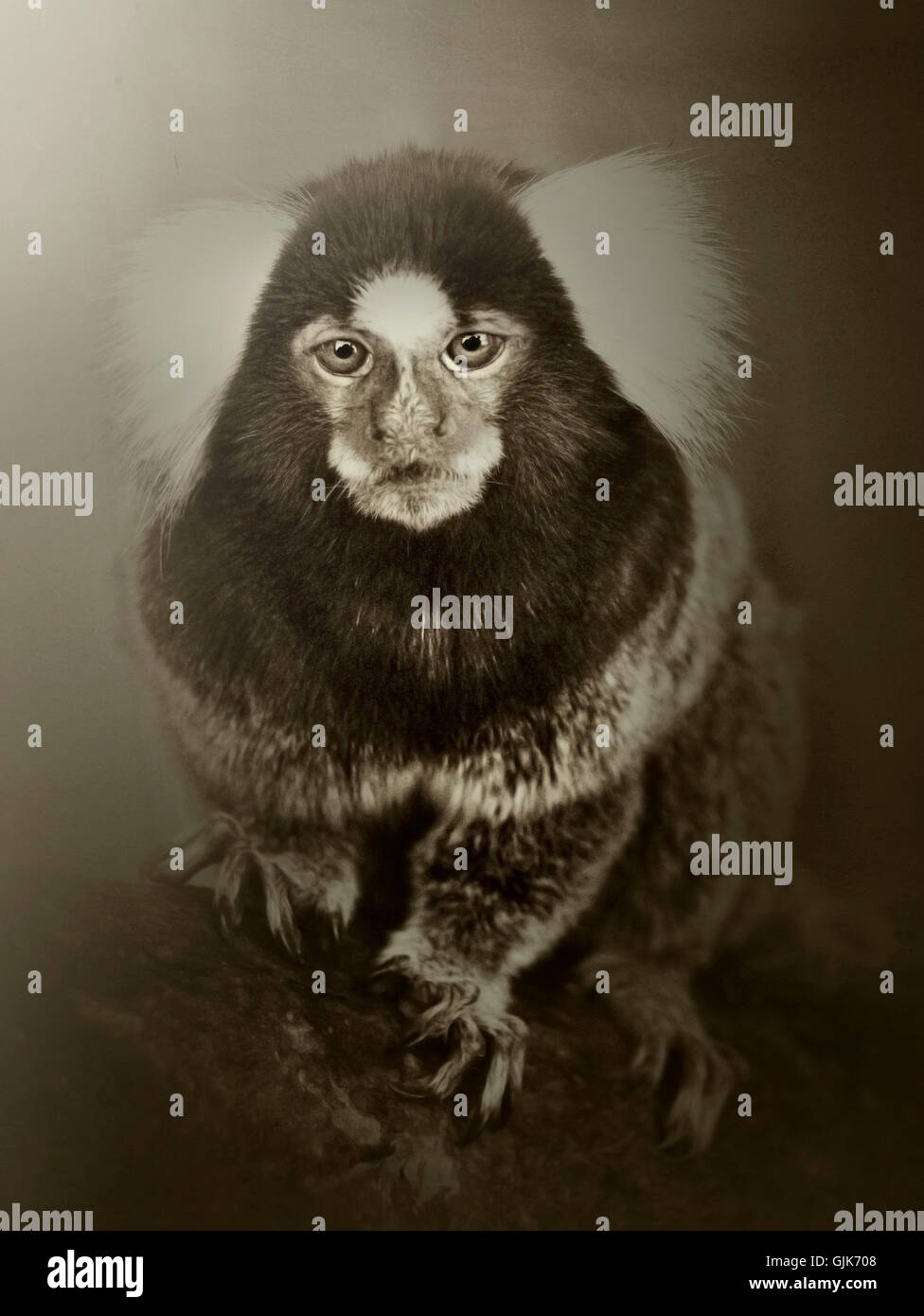 Ritratto di scimmia esotici fissando in telecamera Foto Stock