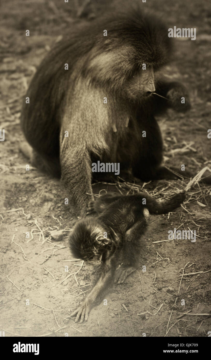 Due scimmie di madre e bambino Foto Stock