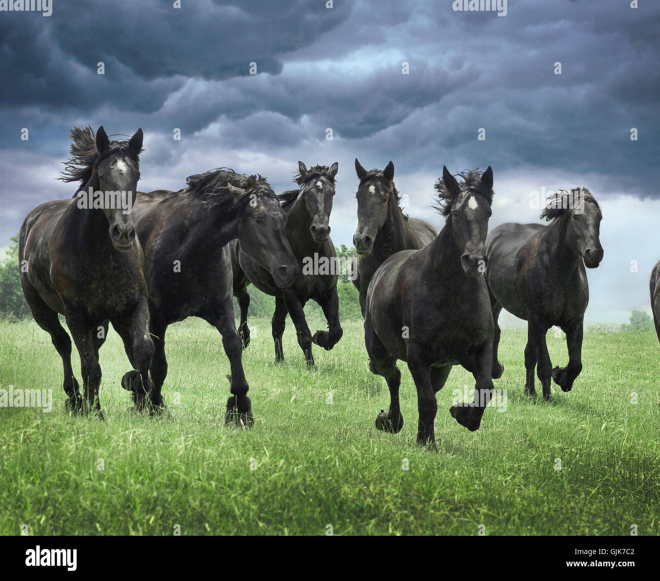 Allevamento di nero bozza Percheron cavalli correre per noi con le nuvole scure tettuccio Foto Stock