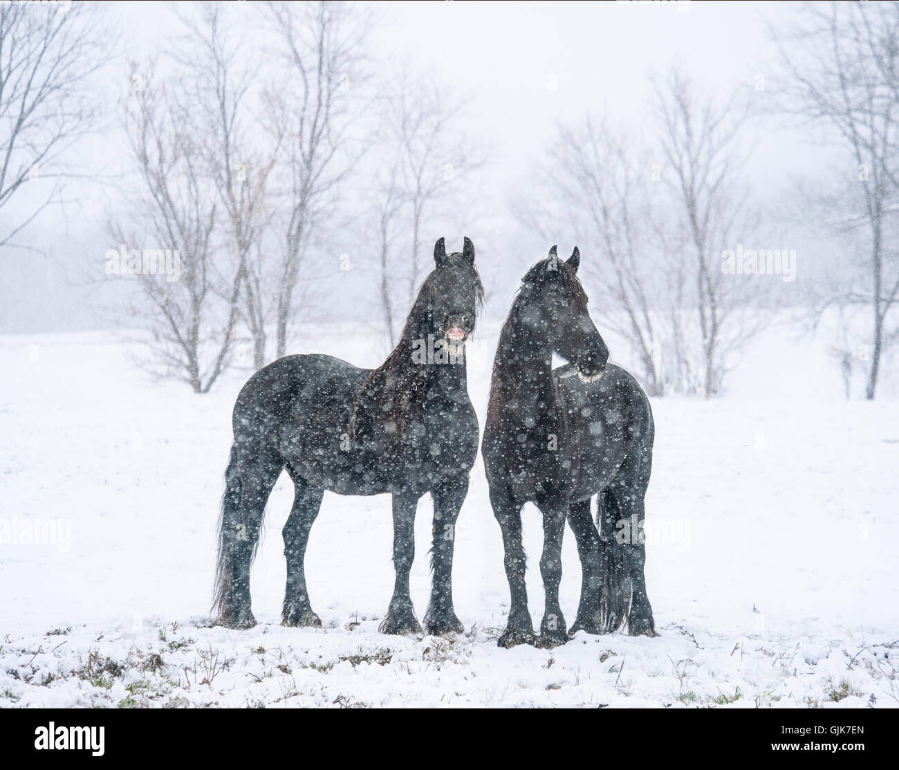 Faccia comica su nero cavallo Frisone mares in tempesta di neve Foto Stock