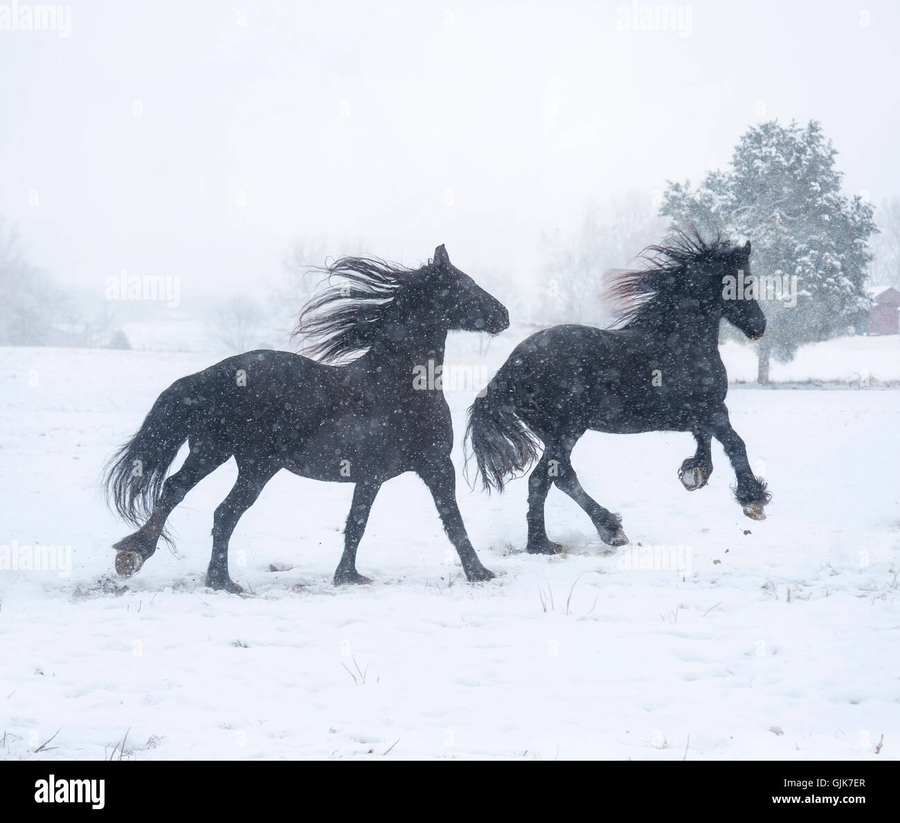 Due nero cavallo Frisone mares in esecuzione nella tempesta di neve Foto Stock