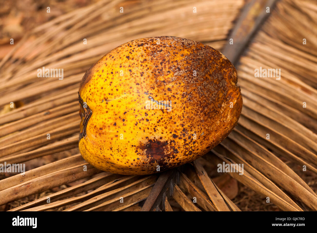 Foglie di cocco foglia di palma di cocco immagini e fotografie stock ad  alta risoluzione - Alamy
