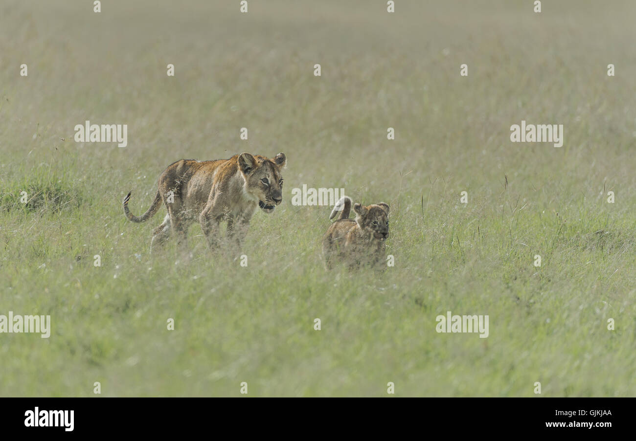 Madre e Cub camminando attraverso l'erba lunga Foto Stock