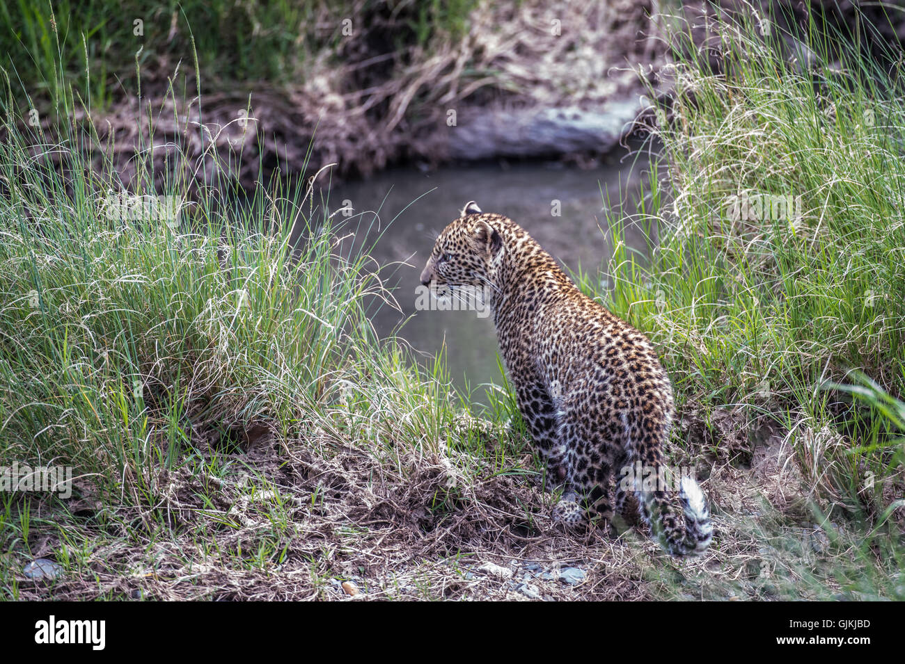 Leopard cub dal fiume Foto Stock