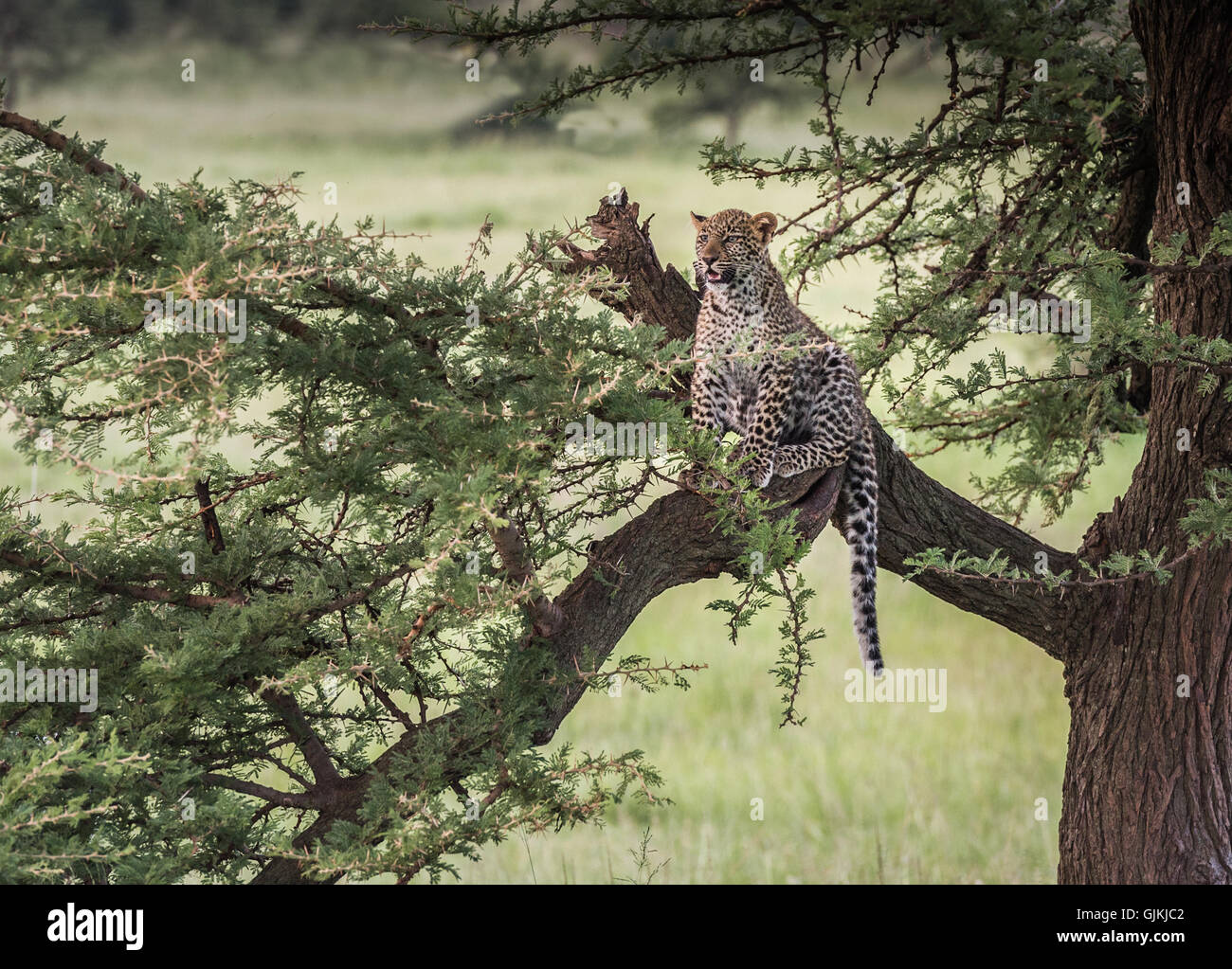 Leopard cub in una struttura ad albero Foto Stock