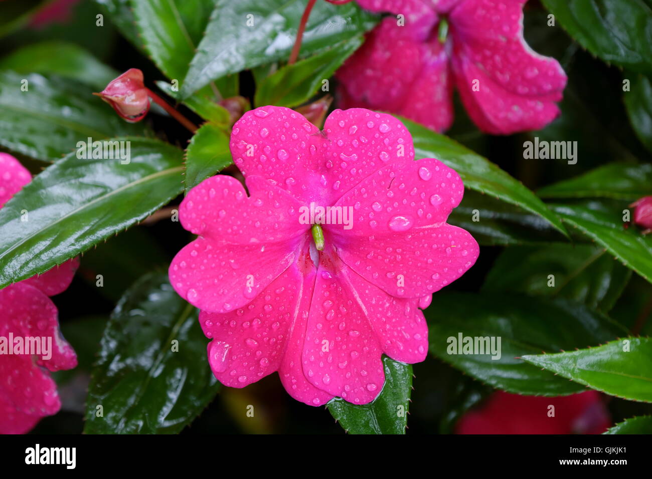 Balsaminaceae Impatiens, occupato lizzie balsamine o con gocce di acqua dopo la pioggia Foto Stock