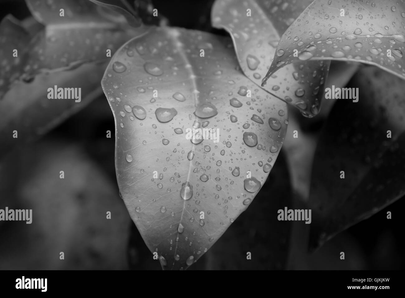 Foglie con gocce d'acqua in bianco e nero Foto Stock