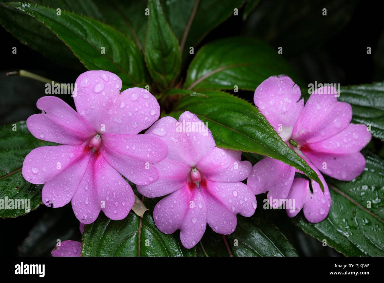 Tre balsamine rosa con dei fiori di gocce d'acqua. Balsaminaceae impatiens. Foto Stock