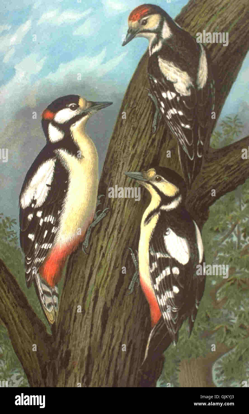 L'immagine mostra un Buntspecht, o grande picchio maculato (Dendrocopos Major), un uccello europeo comune noto per il suo piumaggio bianco e nero e le marcature rosse. Questa specie è nota per la percussione sugli alberi per foraggiarsi per il cibo. Foto Stock